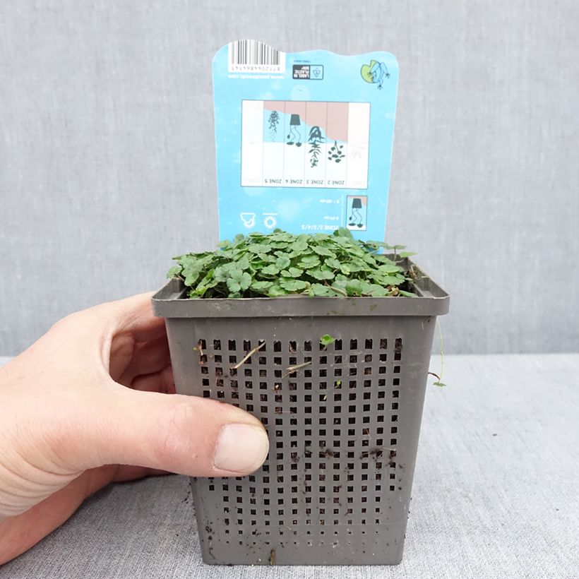 Hydrocotyle nova-zealandiae - Soldinella Vaso da 1L/1,5L esemplare consegnato in primavera