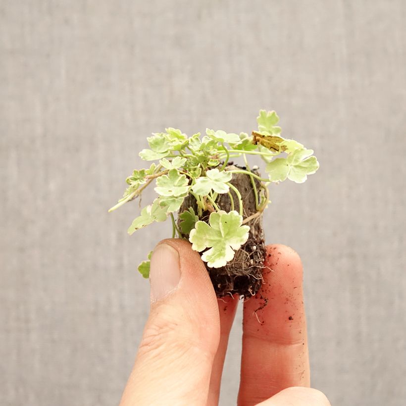 Hydrocotyle sibthorpioides - Soldinella sibtorpioide mini zolla... esemplare consegnato in primavera