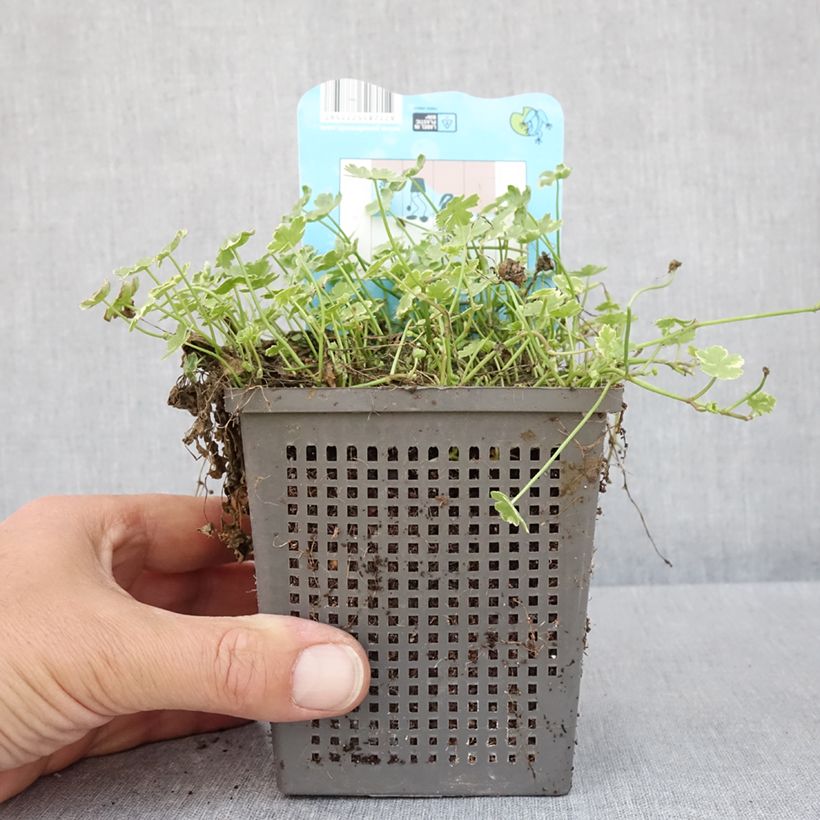 Hydrocotyle sibthorpioides - Soldinella sibtorpioide Vaso da 1L/1,5L esemplare consegnato in primavera