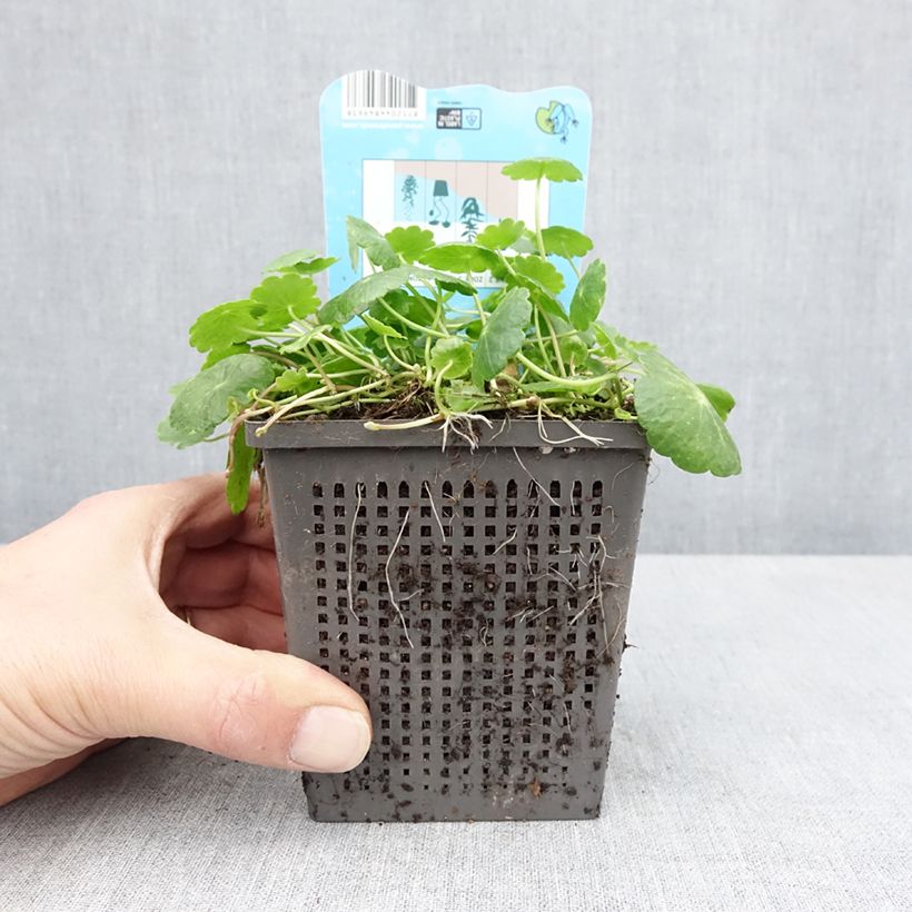 Hydrocotyle vulgaris - Soldinella acquatica Vaso da 1L/1,5L esemplare consegnato in primavera