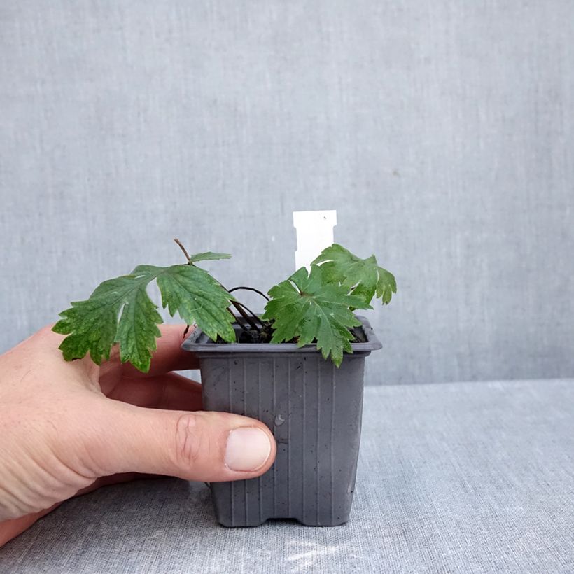 Esemplare di Hydrophyllum virginianum Vasetto da 8/9 cm come consegnato in autunno