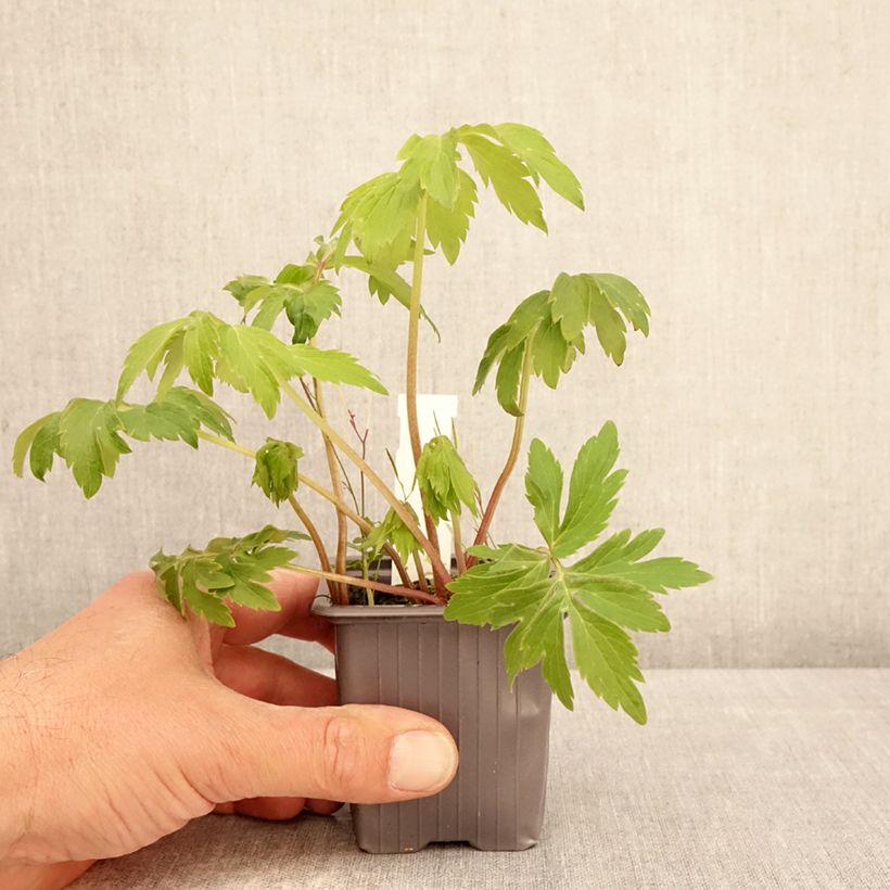 Hydrophyllum virginianum Vasetto da 8/9 cm esemplare consegnato in primavera