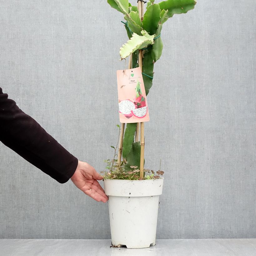 Esemplare di Hylocereus undatus - Pitaya Vaso da 6L/7L come consegnato in autunno