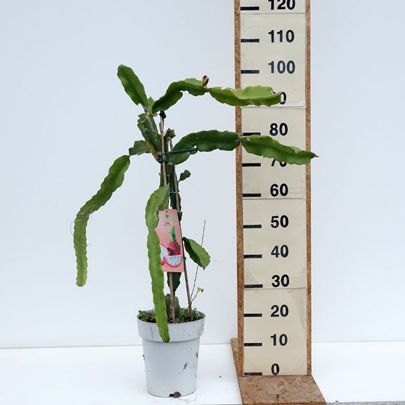Hylocereus undatus - Pitaya Vaso da 6L/7L esemplare consegnato in inverno