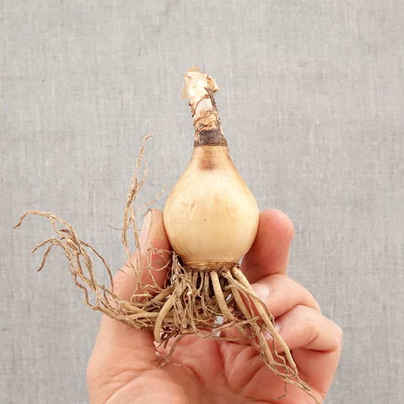 Hymenocallis harrisiana Bulbo taglia 14+ esemplare consegnato in primavera
