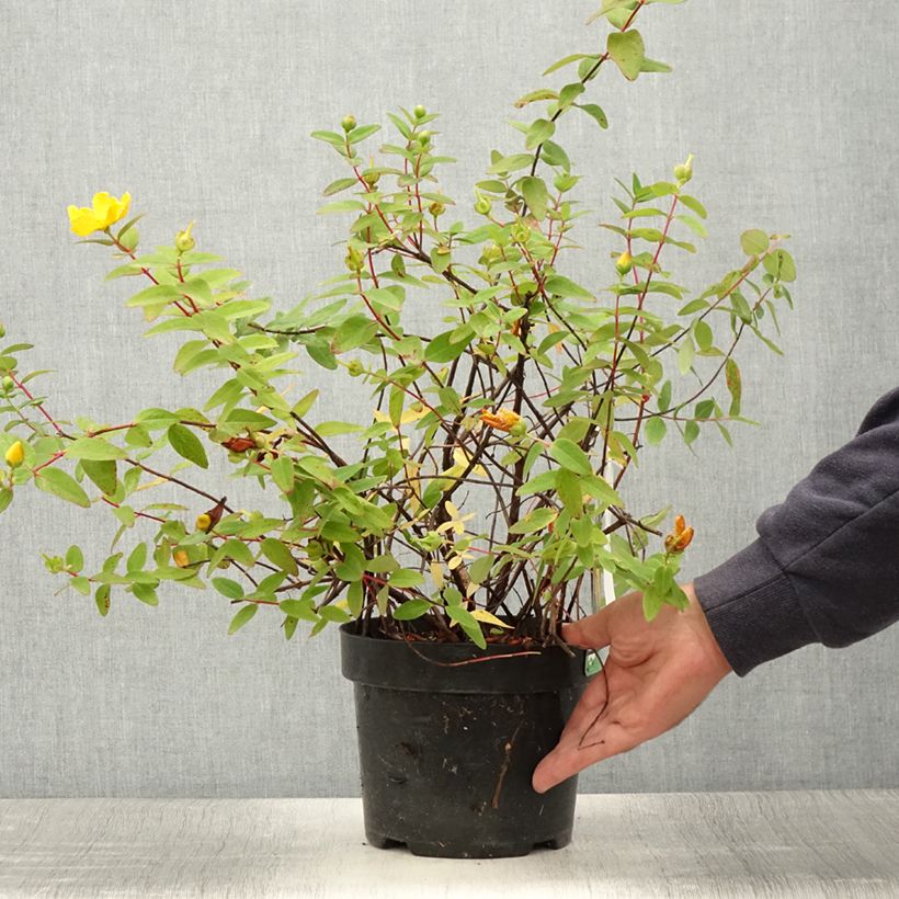 Esemplare di Hypericum dummeri Peter Dummer - Iperico Vaso da 3L/4L consegnato in estate