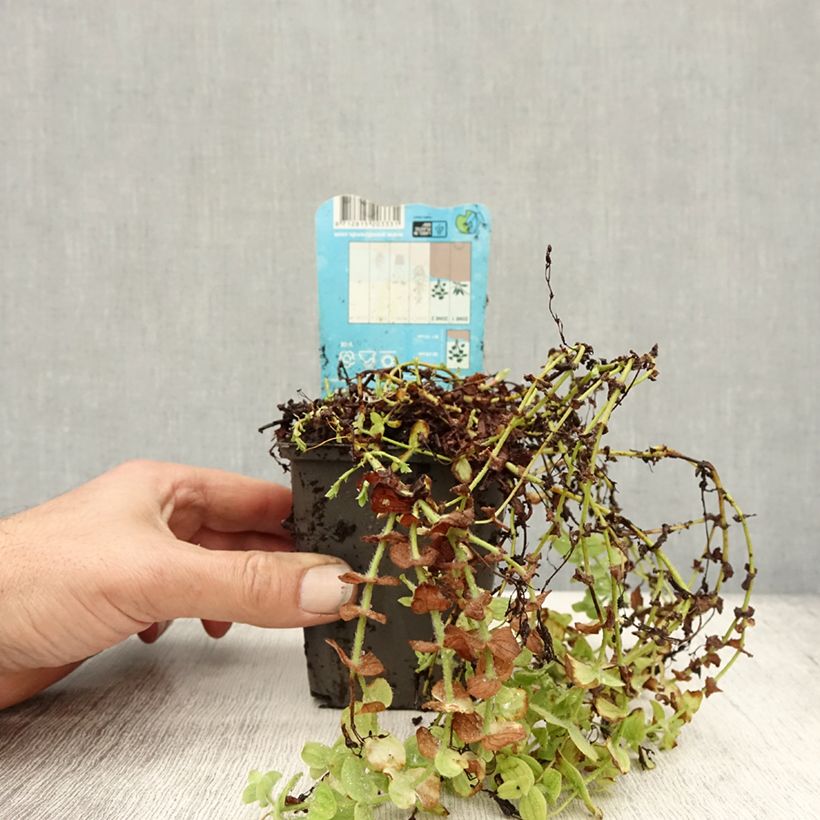 Esemplare di Hypericum elodes - Iperico delle torbiere Vasetto da 8/9 cm come consegnato in autunno