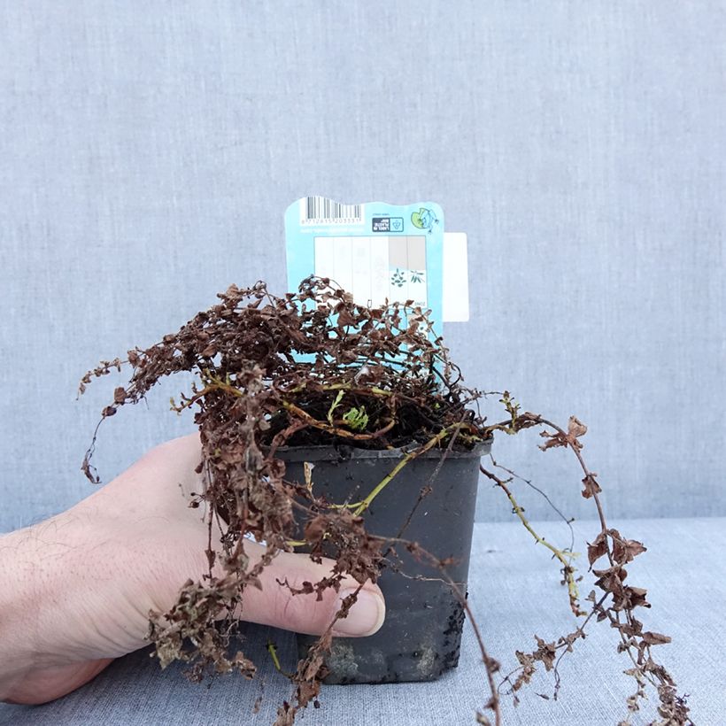 Hypericum elodes - Iperico delle torbiere Vasetto da 8/9 cm esemplare consegnato in inverno