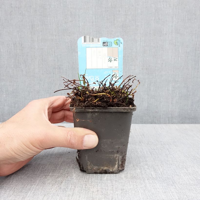 Hypericum elodes - Iperico delle torbiere Vasetto da 8/9 cm esemplare consegnato in primavera