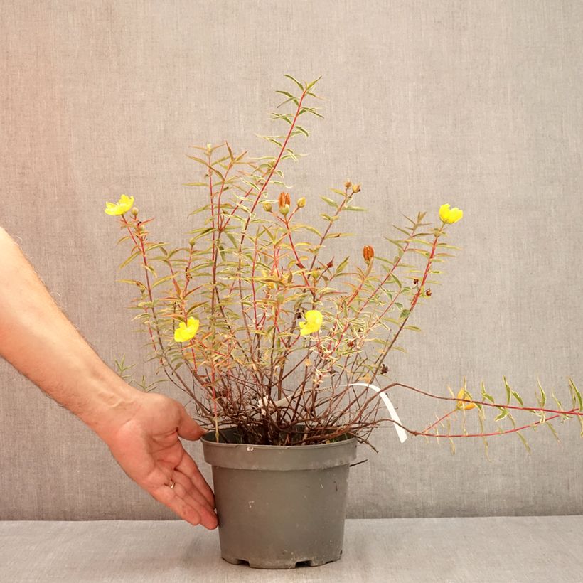 Esemplare di Hypericum Hidcote Limelight - Iperico Vaso da 3L/4L consegnato in estate