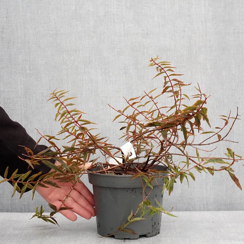 Hypericum Hidcote Limelight - Iperico Vaso da 3L/4L esemplare consegnato in inverno