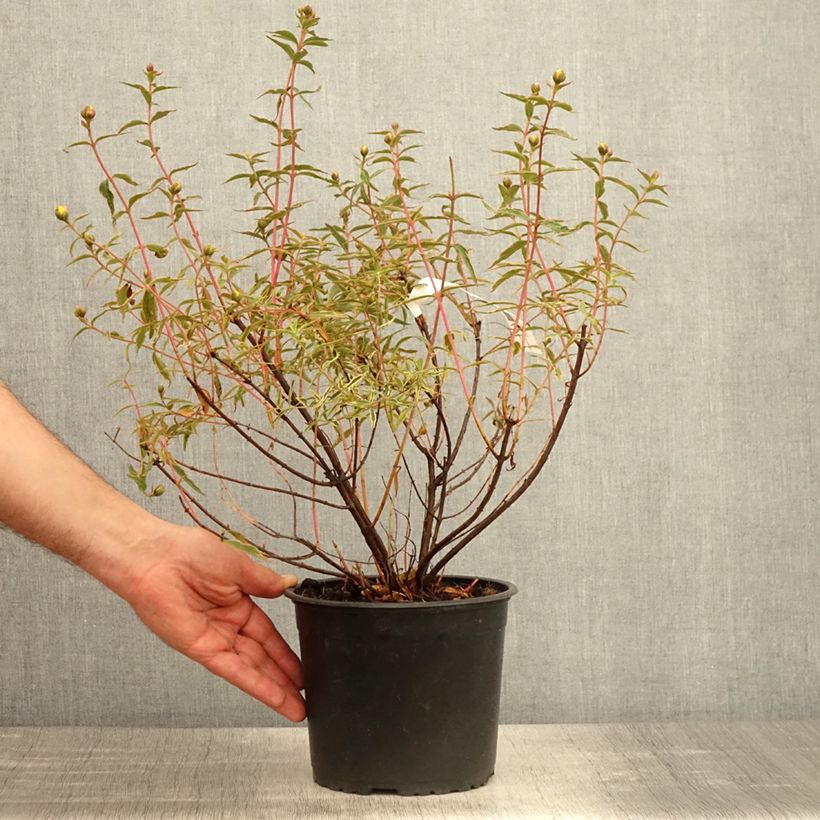 Hypericum Hidcote Limelight - Iperico Vaso da 3L/4L esemplare consegnato in primavera