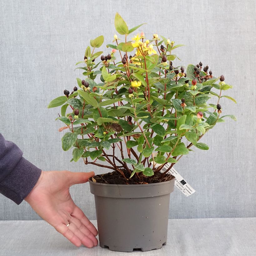 Esemplare di Hypericum inodorum Magical Beauty Kolmbeau - Iperico Vaso da 3L/4L come consegnato in autunno