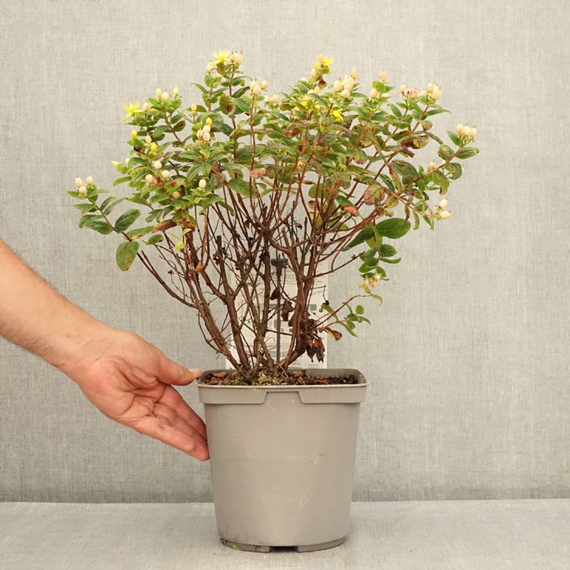 Esemplare di Hypericum inodorum Magical Beauty Kolmbeau - Iperico Vaso da 3L/4L consegnato in estate
