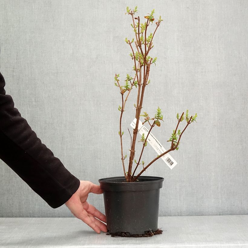 Hypericum inodorum Magical Beauty Kolmbeau - Iperico Vaso da 3L/4L esemplare consegnato in inverno