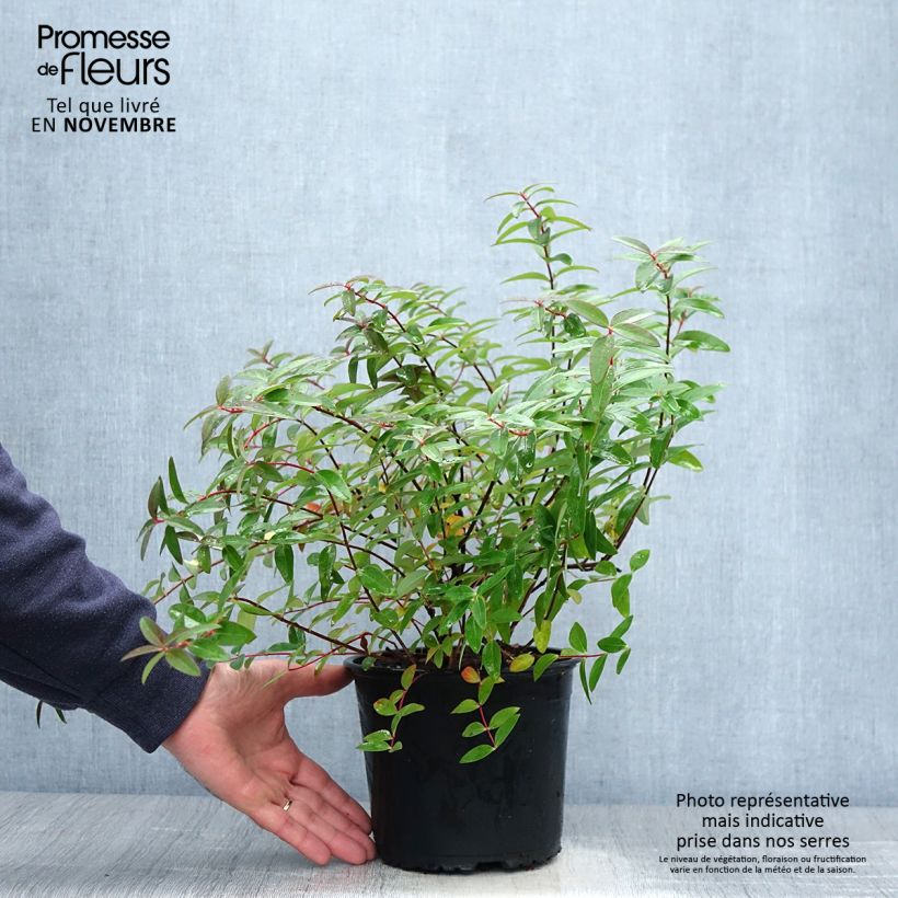 Esemplare di Hypericum Hidcote - Iperico Vaso da 2L/3L come consegnato in autunno
