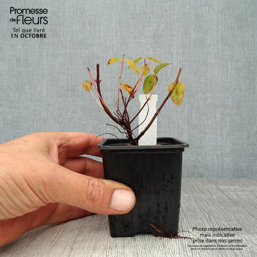 Esemplare di Hypericum Hidcote - Iperico Vasetto da 8/9 cm come consegnato in autunno