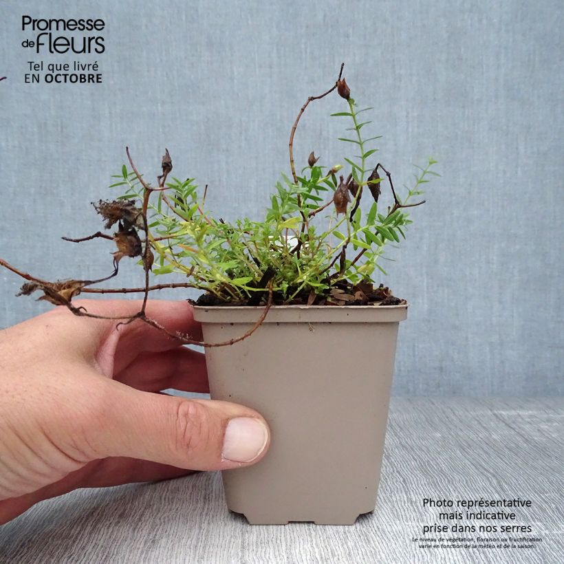 Esemplare di Hypericum olympicum Citrinum - Iperico Vasetto da 8/9 cm come consegnato in autunno