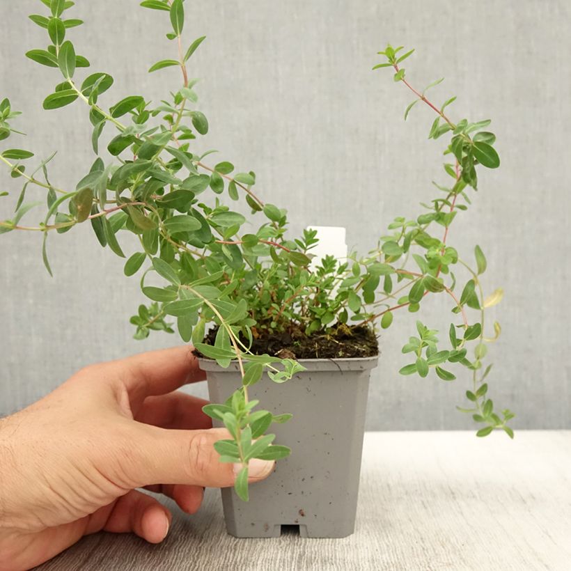 Esemplare di Hypericum olympicum - Iperico Vasetto da 8/9 cm come consegnato in autunno