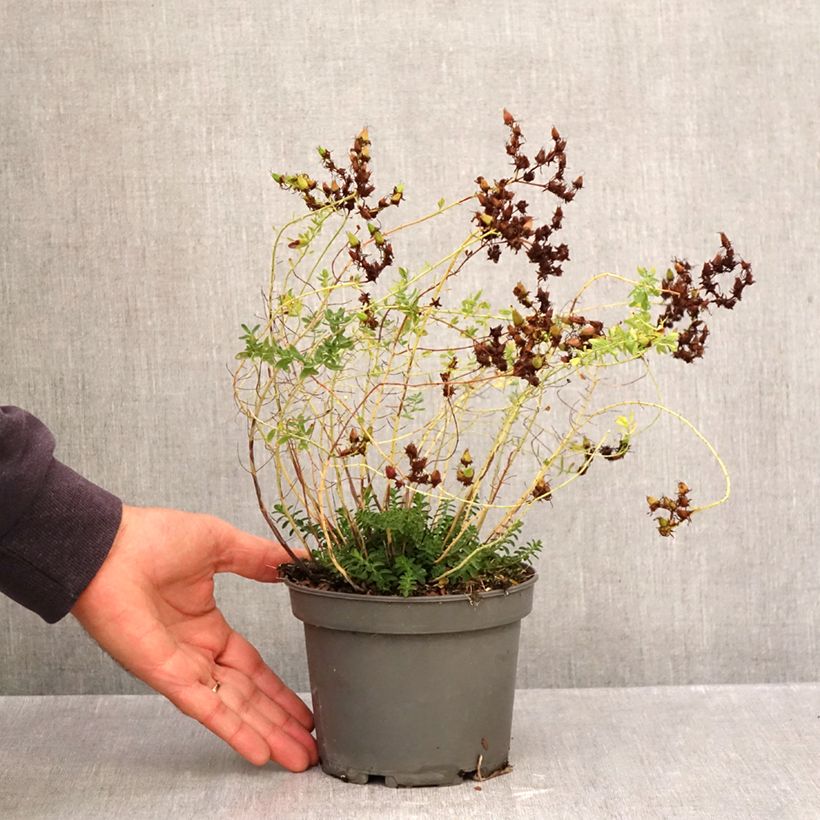 Esemplare di Hypericum perforatum - Erba di San Giovanni Vaso da 1,5L/2L come consegnato in autunno