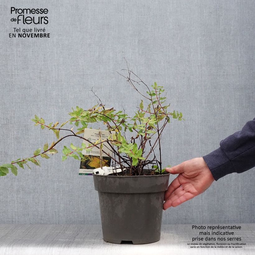 Esemplare di Hypericum moserianum Little Misstery - Iperico Vaso da 4L/5L come consegnato in autunno