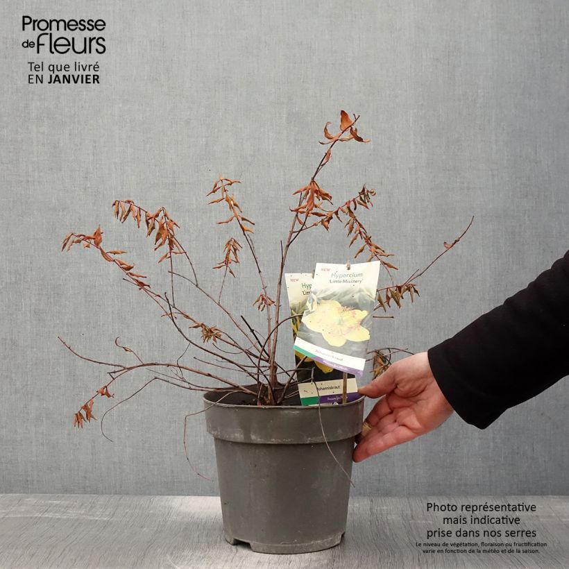 Hypericum moserianum Little Misstery - Iperico Vaso da 4L/5L esemplare consegnato in inverno
