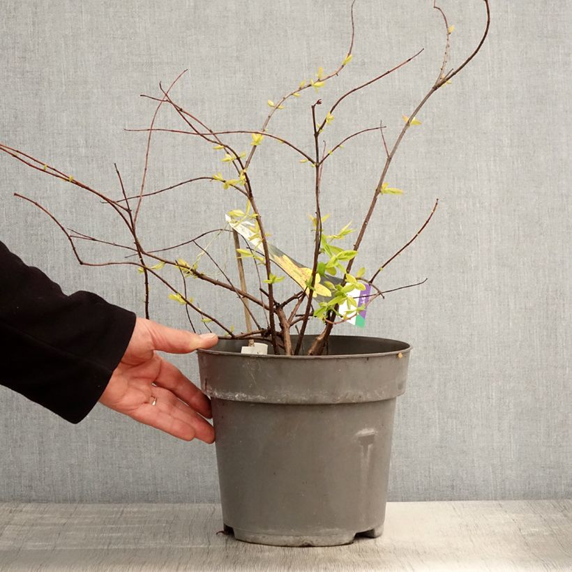 Hypericum moserianum Little Misstery - Iperico Vaso da 4L/5L esemplare consegnato in primavera