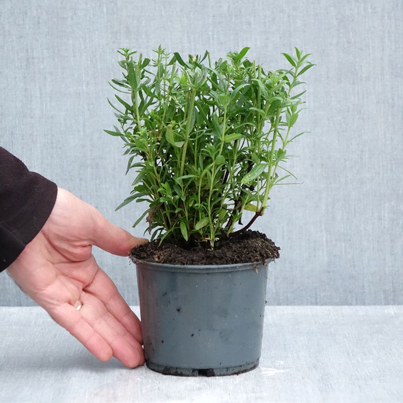 Esemplare di Hyssopus officinalis Bio (piante) - Issopo Vaso da 1L/1,5L come consegnato in autunno
