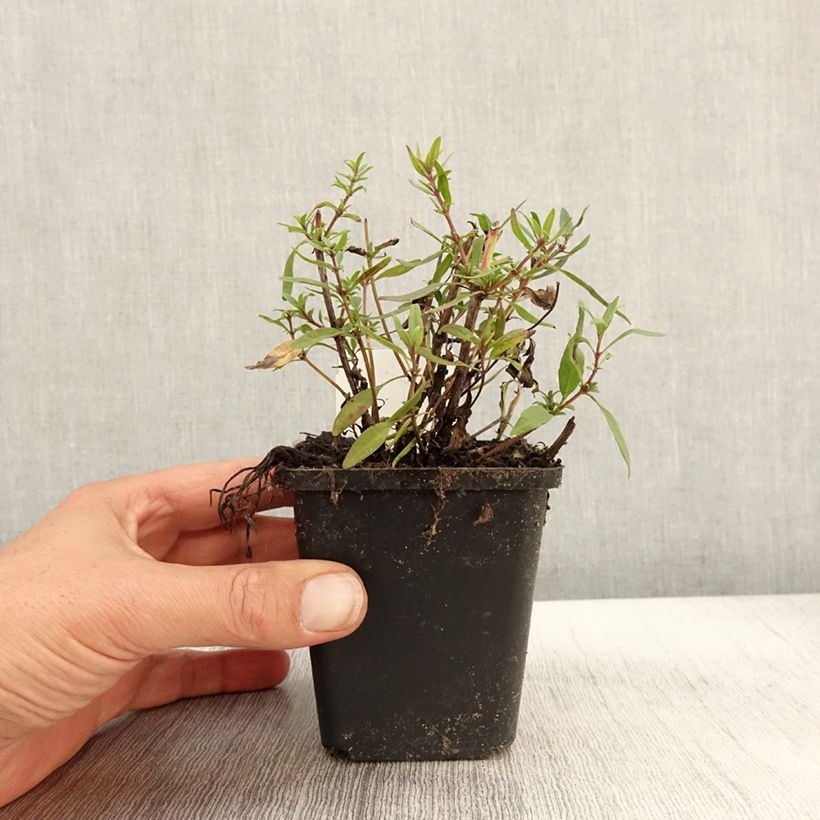 Esemplare di Issopo rosa - Hyssopus officinalis f. roseus Vasetto da 8/9 cm come consegnato in autunno