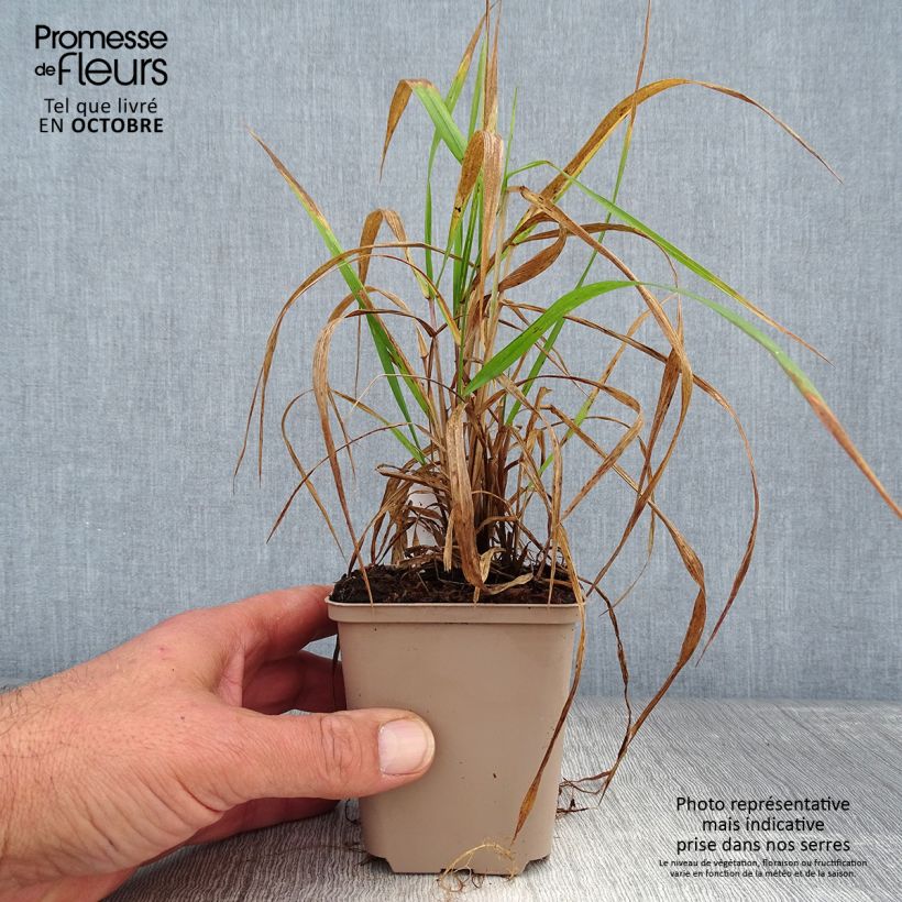 Esemplare di Hystrix patula Vasetto da 8/9 cm come consegnato in autunno