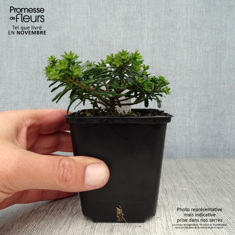 Esemplare di Iberis sempervirens Appen-Etz - Iberide sempreverde Vasetto da 8/9 cm come consegnato in autunno
