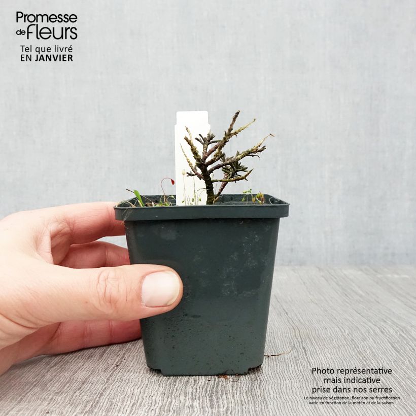 Iberis sempervirens Appen-Etz - Iberide sempreverde Vasetto da 8/9 cm esemplare consegnato in inverno