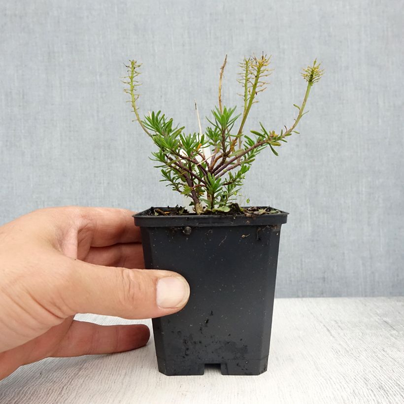 Iberis sempervirens Appen-Etz - Iberide sempreverde Vasetto da 8/9 cm esemplare consegnato in primavera