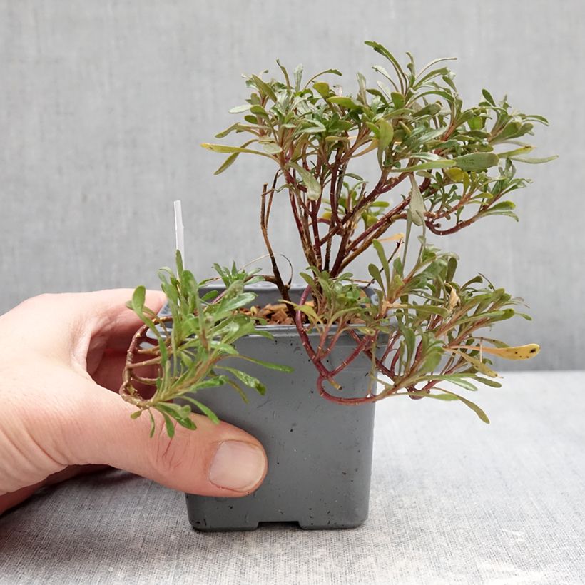 Iberis sempervirens First Flush Grace - Iberide sempreverde Vasetto da 8/9 cm esemplare consegnato in inverno