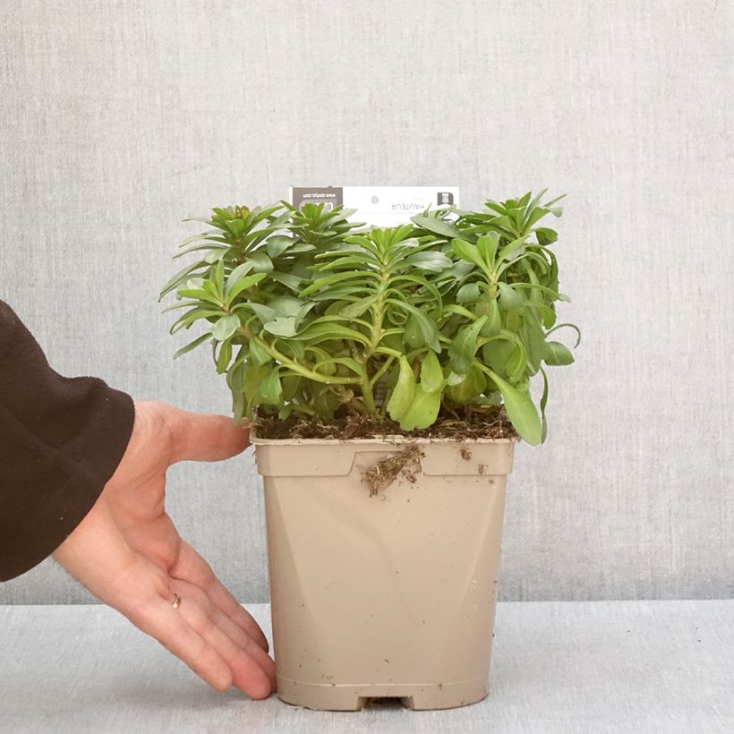 Iberis sempervirens Masterpiece - Iberide sempreverde Vaso da 2L/3L esemplare consegnato in inverno