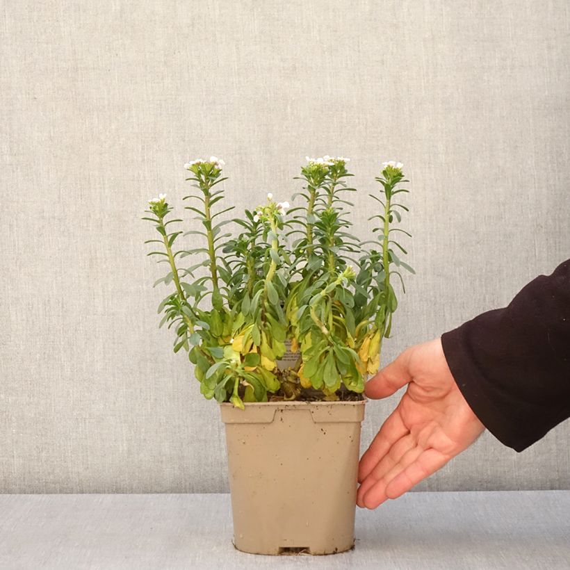 Iberis sempervirens Masterpiece - Iberide sempreverde Vaso da 2L/3L esemplare consegnato in primavera