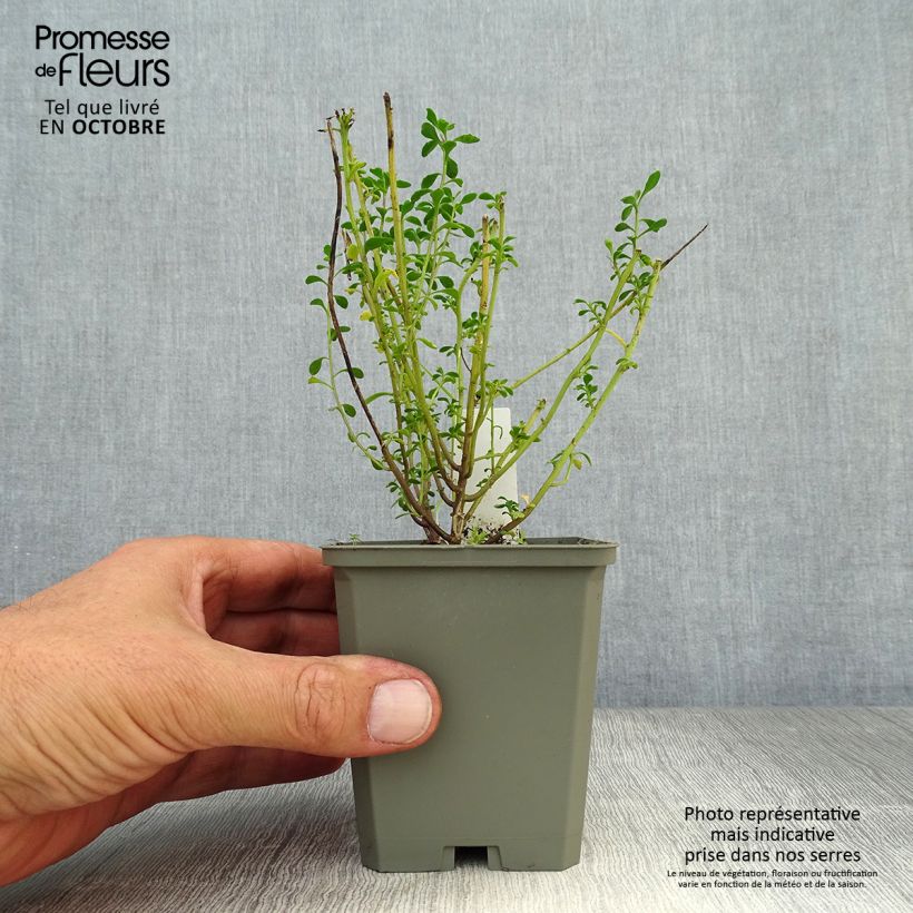 Esemplare di Iberis sempervirens Pink Ice - Iberide sempreverde Vasetto da 8/9 cm come consegnato in autunno