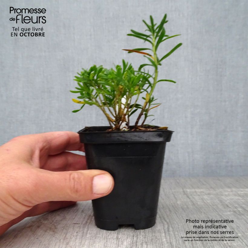 Esemplare di Iberis sempervirens Weisser Zwerg - Iberide sempreverde Vasetto da 8/9 cm come consegnato in autunno