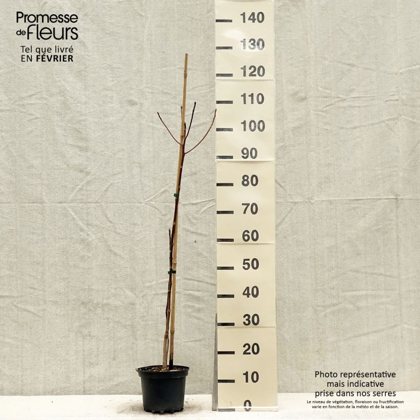 Idesia polycarpa Vaso da 2L/3L esemplare consegnato in inverno