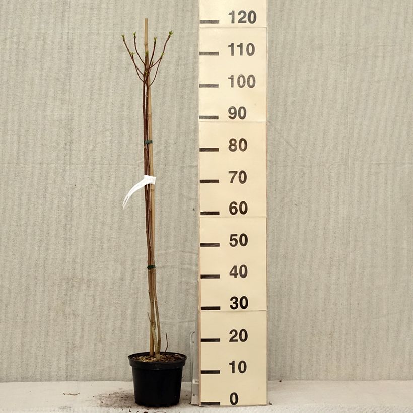 Idesia polycarpa Vaso da 2L/3L esemplare consegnato in primavera