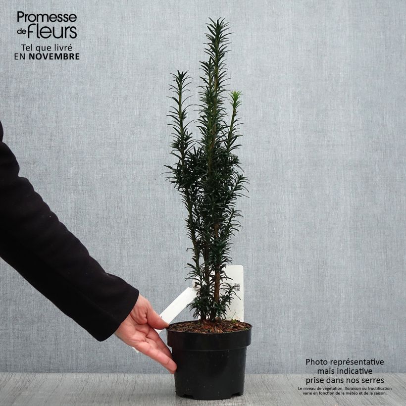 Esemplare di Taxus baccata fastigiata Black Tower - Tasso comune Vaso da 2L/3L come consegnato in autunno