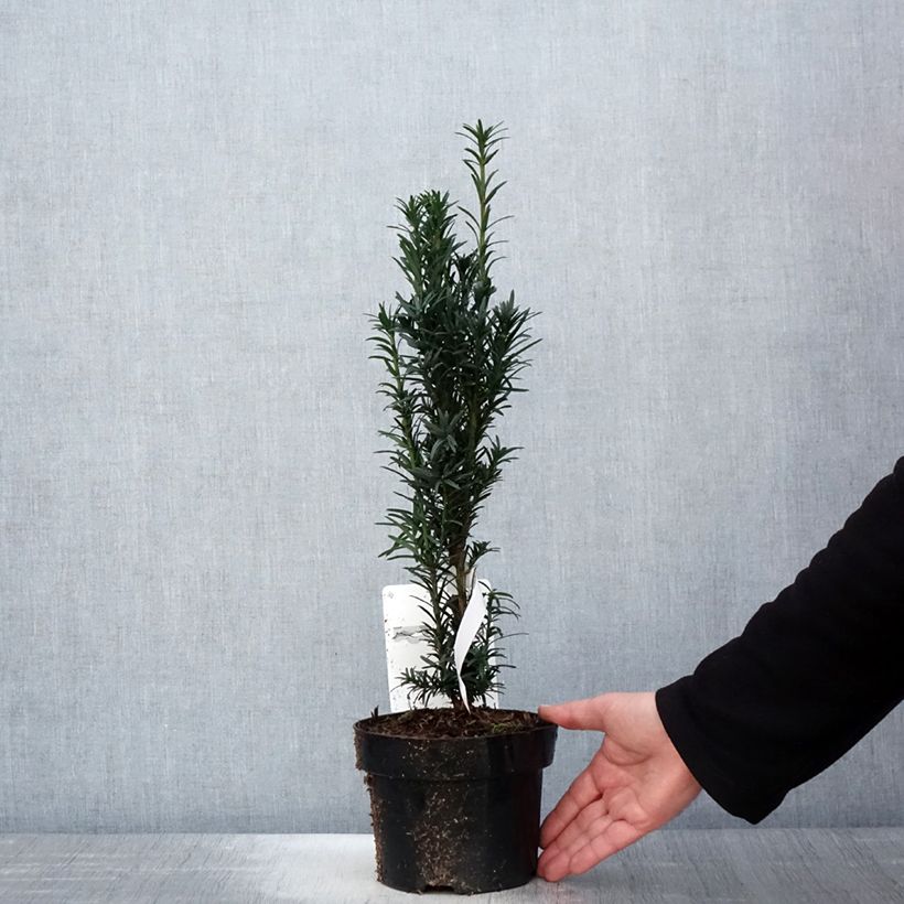 Taxus baccata fastigiata Black Tower - Tasso comune Vaso da 2L/3L esemplare consegnato in primavera