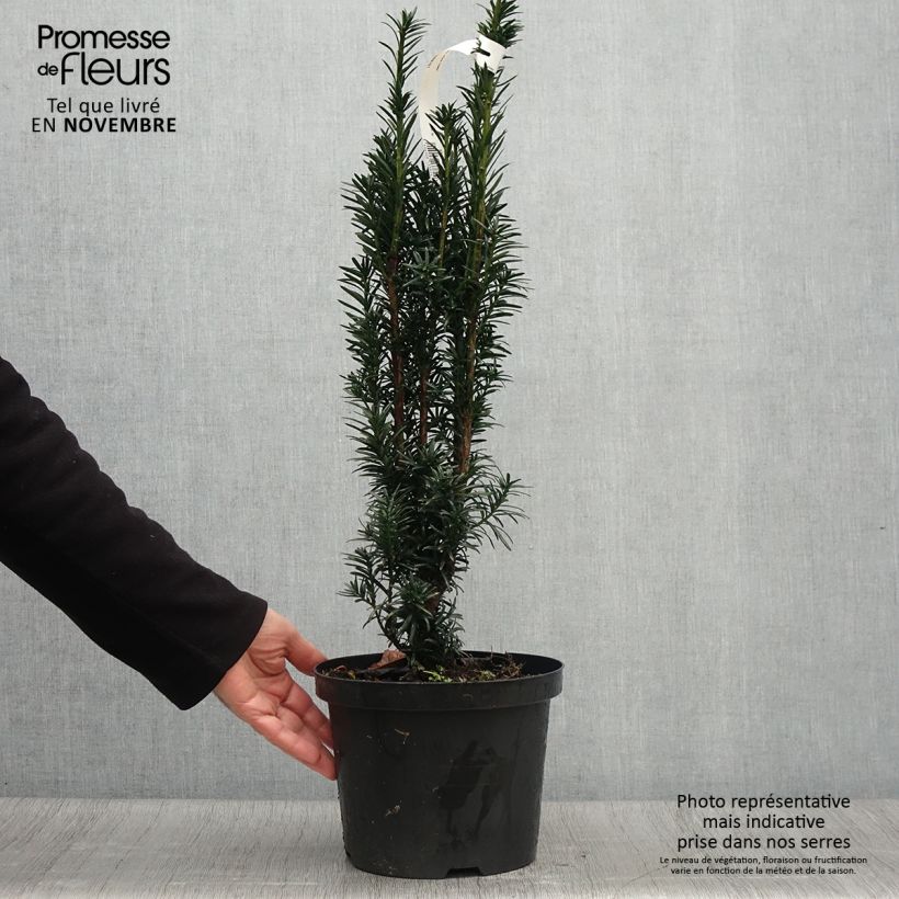 Esemplare di Taxus baccata fastigiata Black Tower - Tasso comune Vaso da 4L/5L come consegnato in autunno