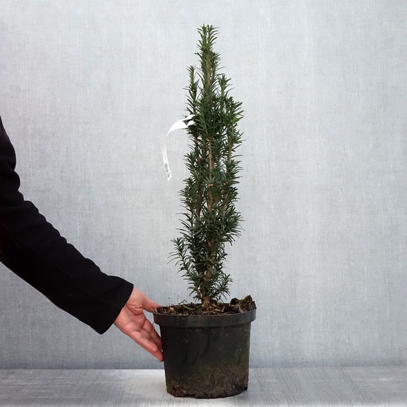 Taxus baccata fastigiata Black Tower - Tasso comune Vaso da 4L/5L esemplare consegnato in primavera
