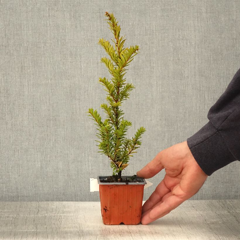 Taxus baccata Kupfergold - Tasso comune Vasetto da 8/9 cm esemplare consegnato in primavera