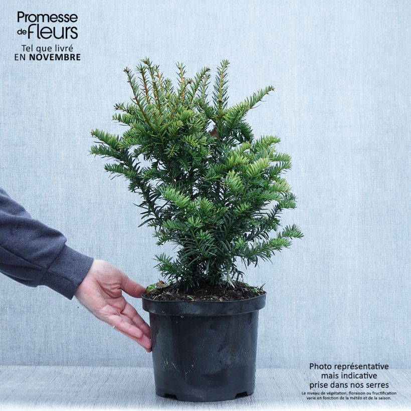 Esemplare di Taxus baccata Kupfergold - Tasso comune Vaso da 4L/5L come consegnato in autunno