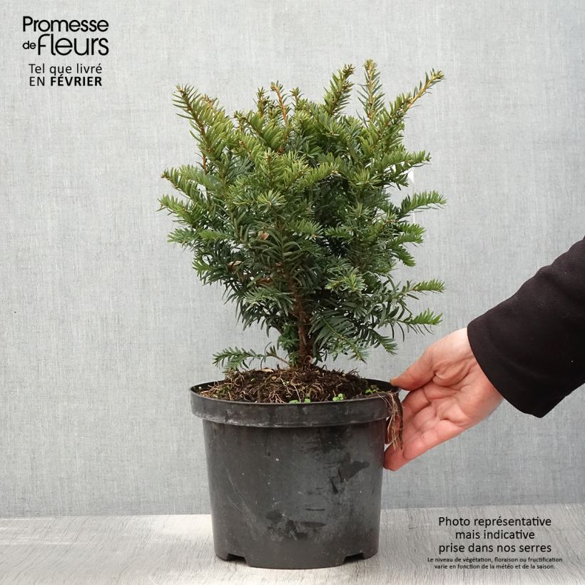 Taxus baccata Kupfergold - Tasso comune Vaso da 4L/5L esemplare consegnato in inverno