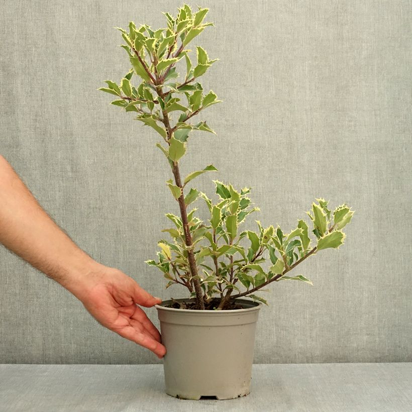 Esemplare di Ilex aquifolium Handsworth New Silver - Agrifoglio Vaso da 3L/4L consegnato in estate
