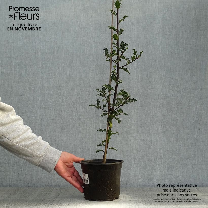 Esemplare di Ilex aquifolium - Agrifoglio Vaso da 2L/3L come consegnato in autunno
