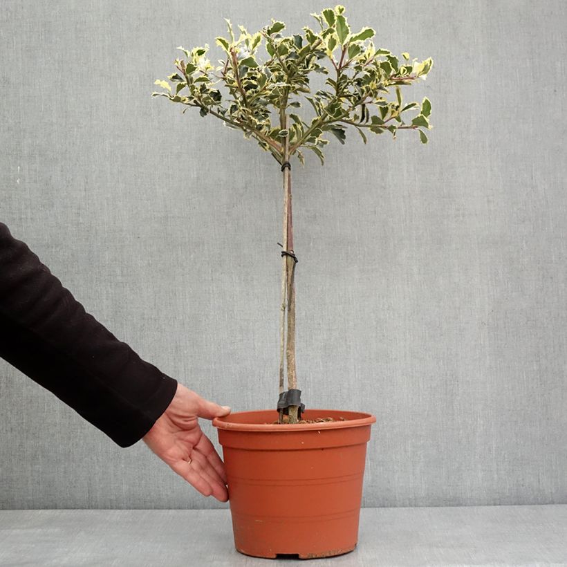 Ilex aquifolium Silver Queen - Agrifoglio variegato Vaso da 4L/5L esemplare consegnato in inverno